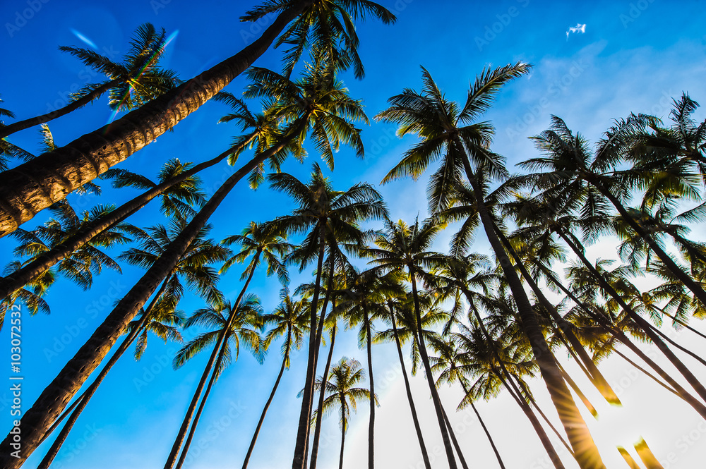ヤシの木と青空 ハワイ Stock 写真 Adobe Stock ヤシの木と青空 ハワイ Stock 写真 Adobe Stock