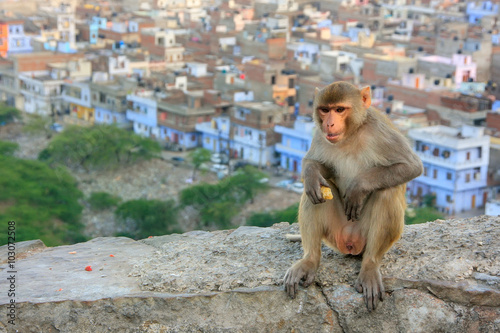 Rhesus macaque sitting on a wall in Jaipur  India