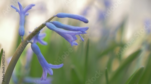 Field of Hyacinthus orientalis purple flowers shallow DOF in the garden 4K 3840X2160 UHD footage - Common Hyacinthus plant in the  garden  natural 4K 2160p UltraHD video photo