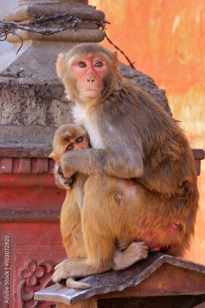 Naklejka premium Rhesus macaque with a baby sitting on a roof in Jaipur, Rajastha