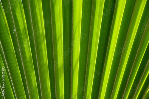 Sun shining on a green palm leaf closeup
