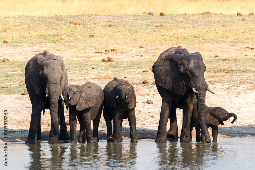 Fototapeta premium Elephants drinking at waterhole