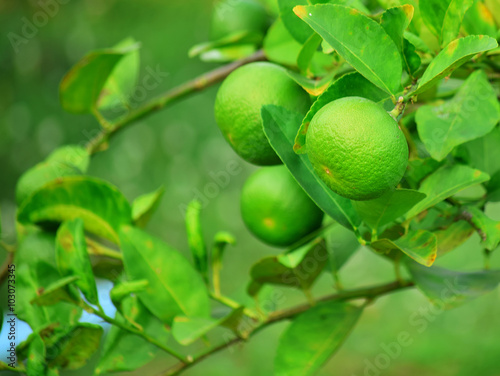 Green lemon hanging on tree