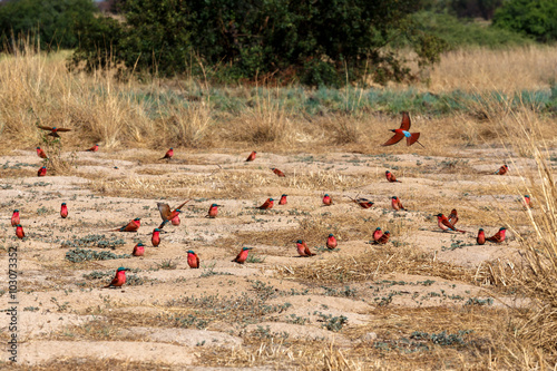 large nesting colony of Nothern Carmine Bee-eater photo