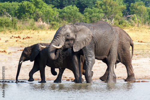 Elephants drinking at waterhole