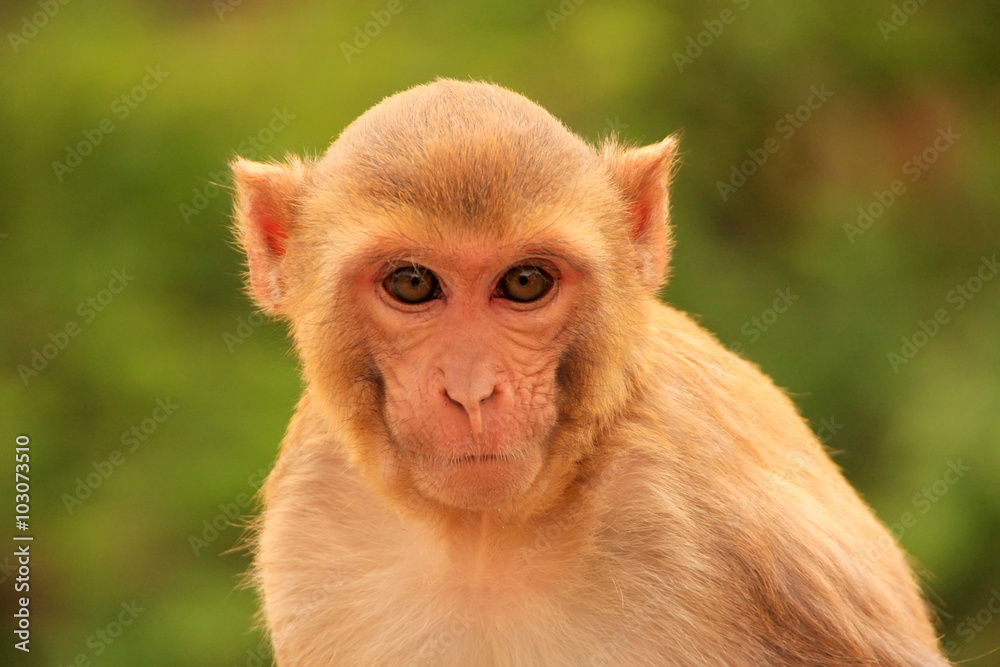Portrait of Rhesus macaque (Macaca mulatta) Portrait of Rhesus macaque (Macaca mulatta)