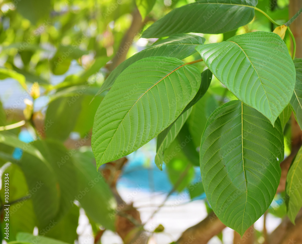 mitragyna speciosa korth (kratom) a drug from plant to a category 5 in thailand mitragyna speciosa korth (kratom) a drug from plant to a category 5 in thailand