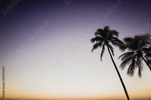ヤシの木と夕焼けの空,ハワイ, © beeboys
