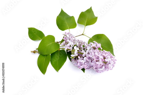 Common lilac on white background