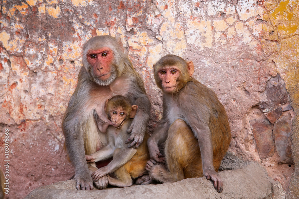 Family of Rhesus macaques sitting in Jaipur, Rajasthan, India