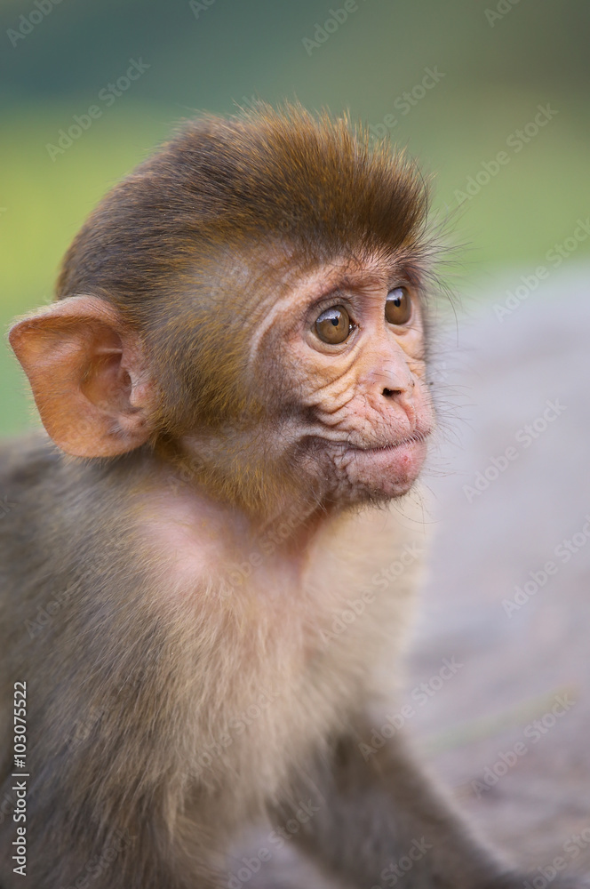 Portrait of Rhesus macaque (Macaca mulatta) Portrait of Rhesus macaque (Macaca mulatta)