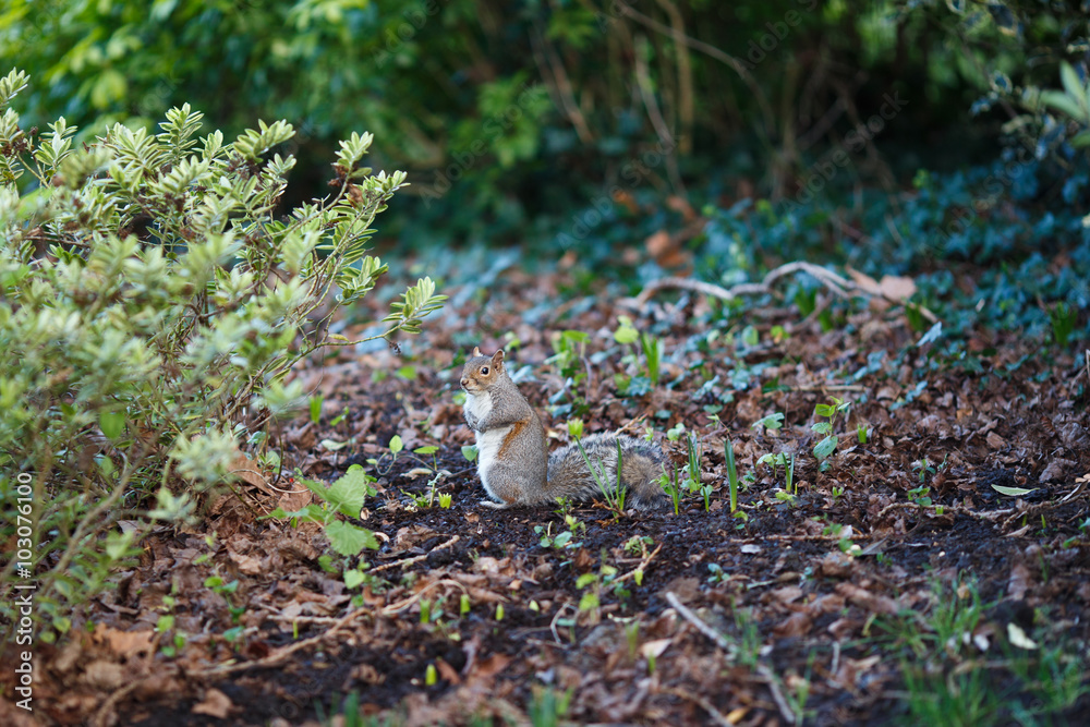 Curious squirrel in the park Curious squirrel in the park