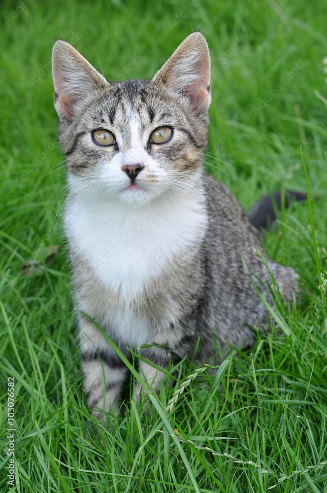 nice Tabby cat sitting on green fresh grass nice Tabby cat sitting on green fresh grass