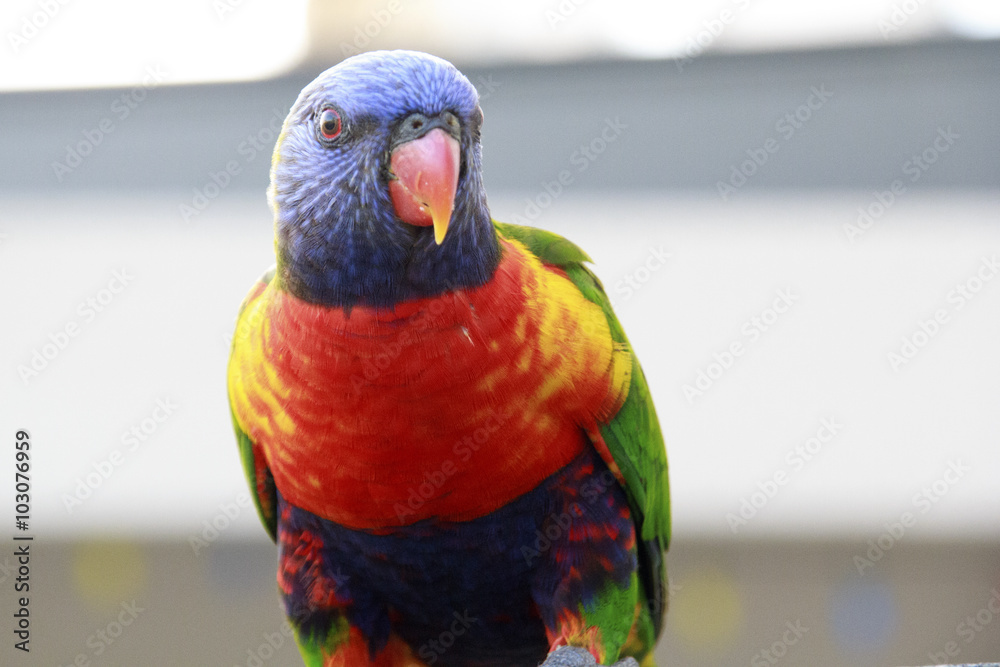 Naklejka premium Rainbow Lorikeet