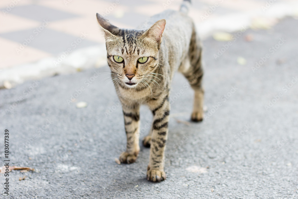 Cat on the street