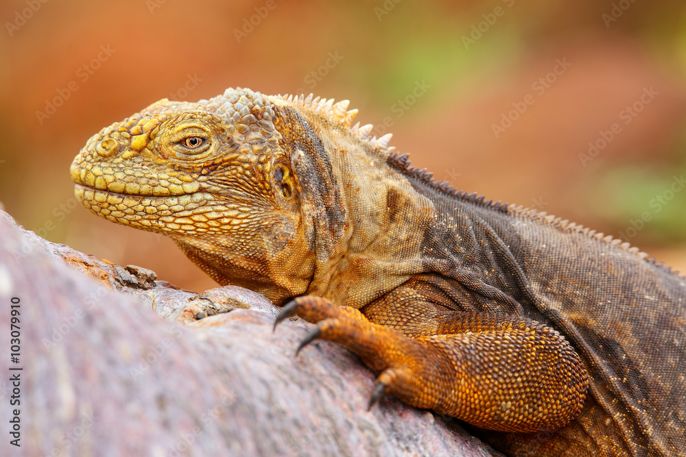 Fototapeta premium Galapagos Land Iguana lying on a tree trunk on North Seymour isl