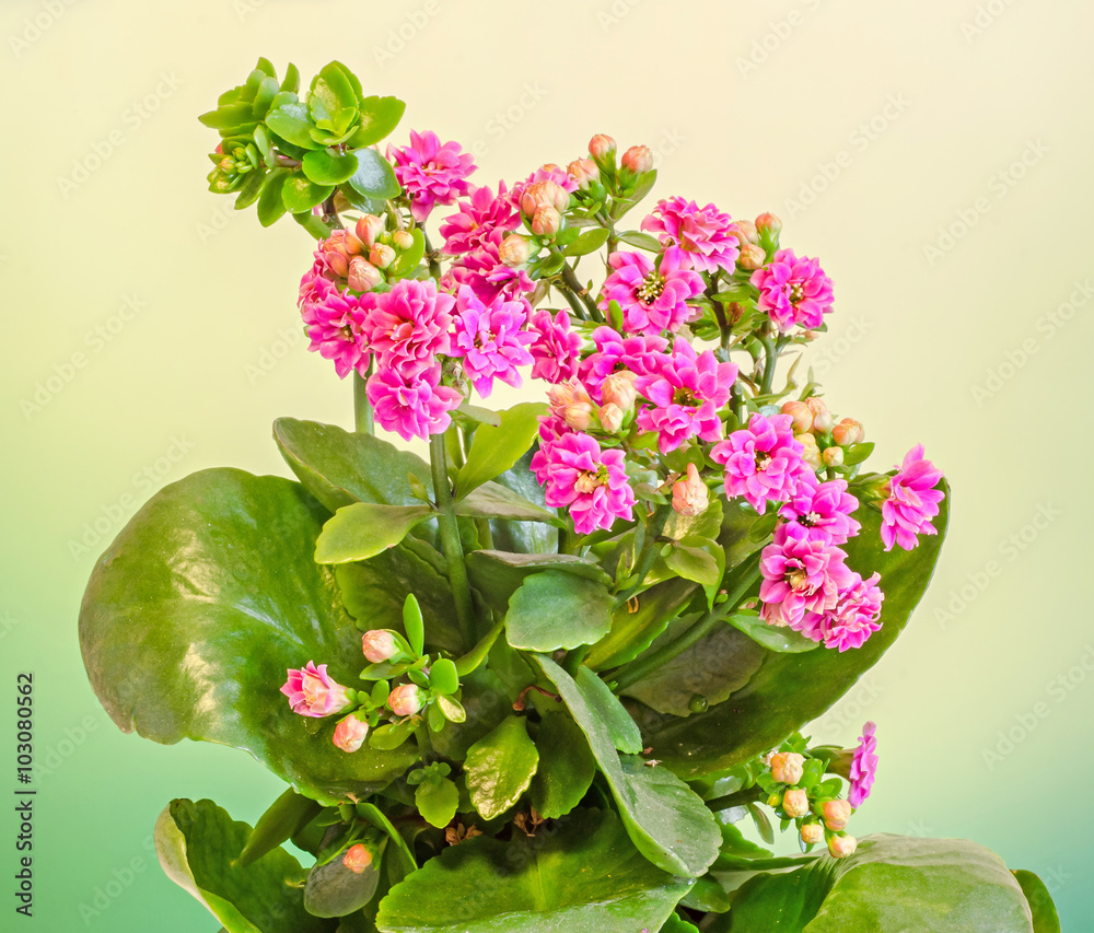 Pink Calandiva flowers, Kalanchoe, family Crassulaceae, close up