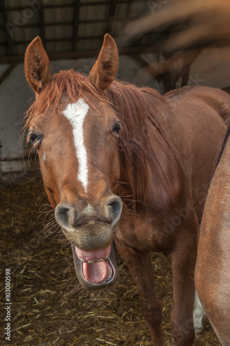 Kopf eines lachenden Pferdes
