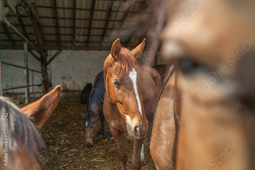 Fototapeta Naklejka Na Ścianę i Meble -  Pferde im Laufstall in der Sonne
