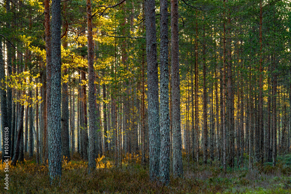 Fototapeta premium sunlight in the forest