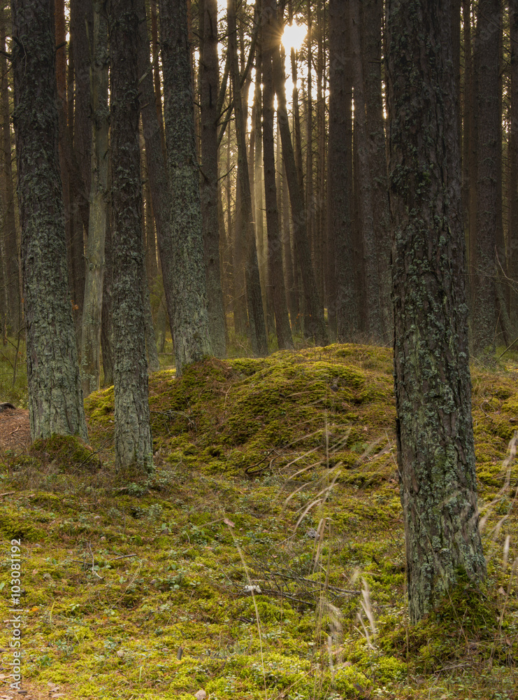 Fototapeta premium sun rays in forest