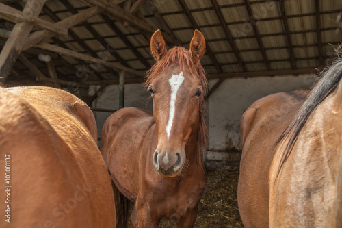 Fototapeta Naklejka Na Ścianę i Meble -  junges Pferd zwischen zwei Pferden