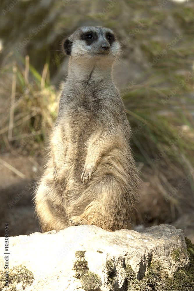 Erdmaennchen, Suricata suricatta Erdmaennchen, Suricata suricatta