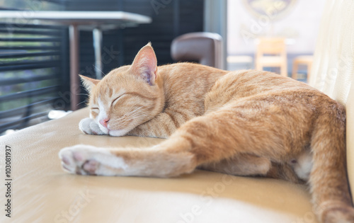 Sleepy cat at Restaurant