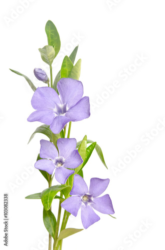 Beautiful blue flowers periwinkle on white background