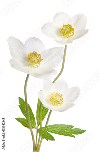 Fototapeta Naklejka Na Ścianę i Meble -  White anemone flowers  isolated on white background