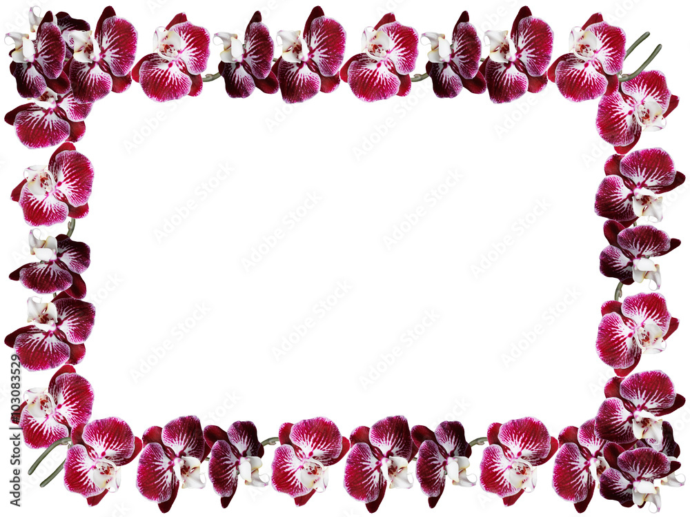 Obraz premium Orchid 