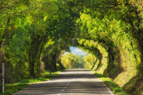 Tunnel from the oak trees over a road in the Italy, natural seasonal european spring background