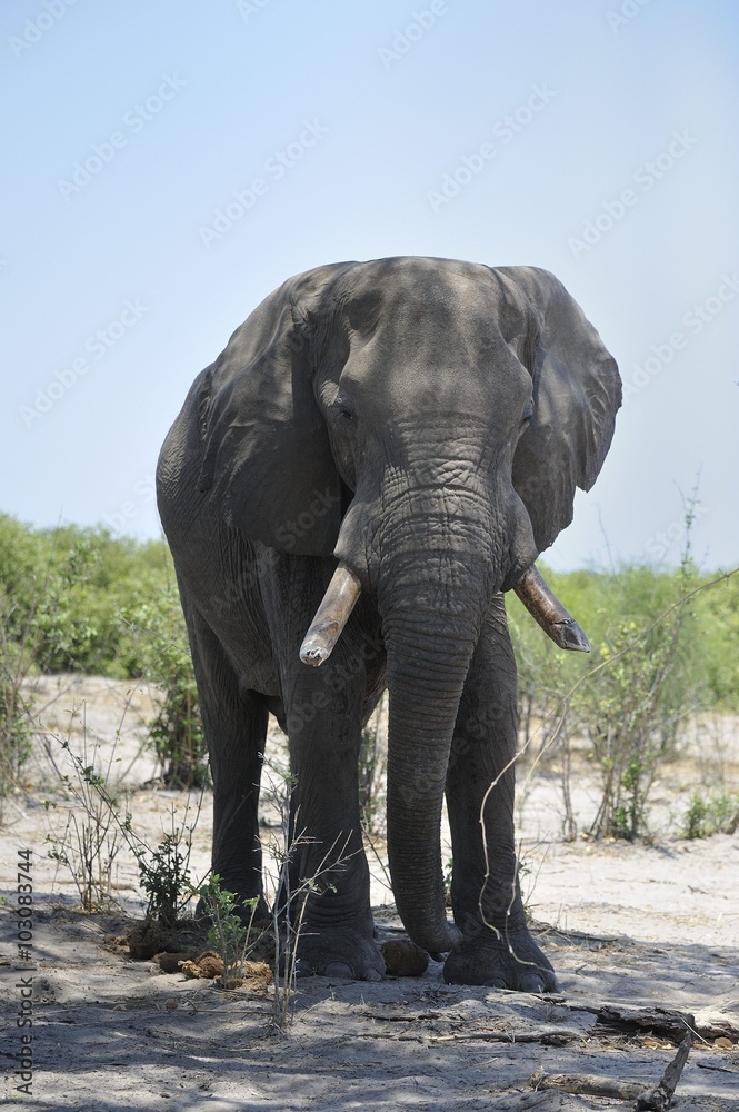 vieil éléphant mâle et défenses érodées à casser les troncs d'arbres, Savuti Okavango Botswana