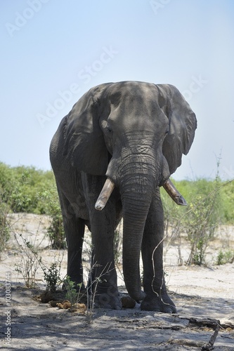 vieil   l  phant m  le et d  fenses   rod  es    casser les troncs d arbres  Savuti Okavango Botswana