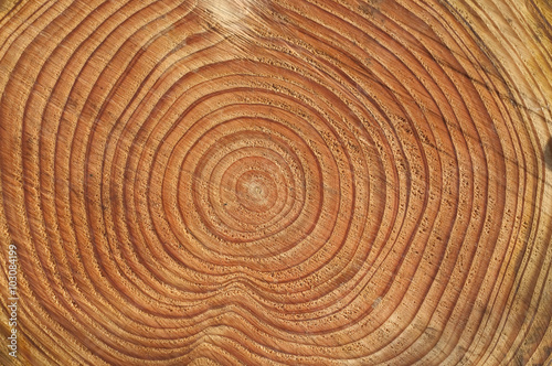 Foto Jahresringe, Fichtenstamm, Picea; abies