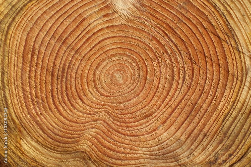 Jahresringe, Fichtenstamm, Picea; abies Jahresringe, Fichtenstamm, Picea; abies