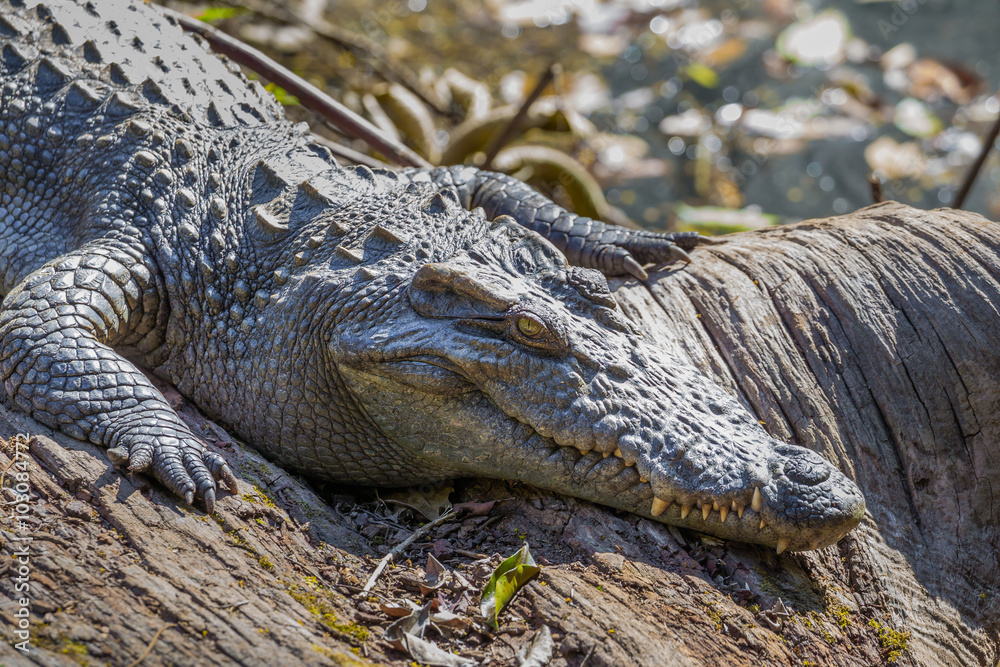 Obraz premium Close up of Siamese crocodile ( Crocodylus siamensis) relaxing 
