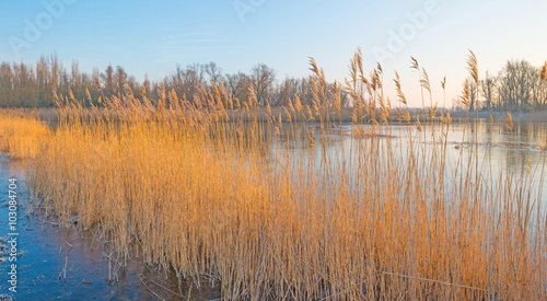 Shore of a lake in sunlight in winter