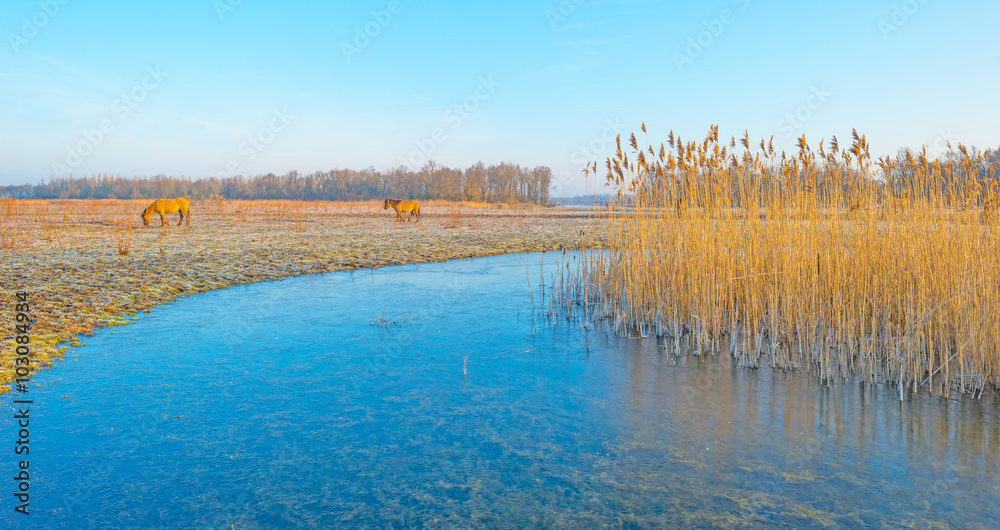 Horses in frozen nature in winter