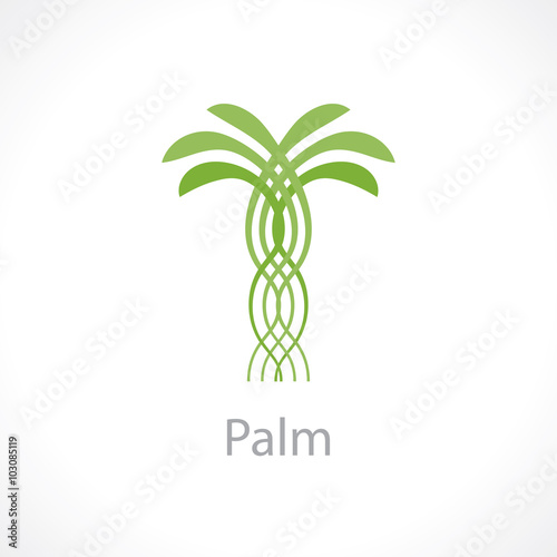 palm tree