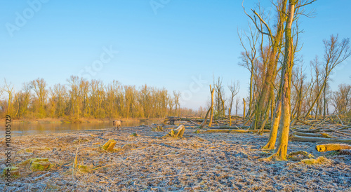 Fotografie Forest along a lake in winter