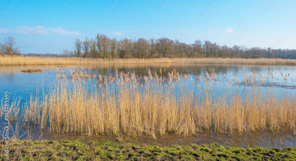 Shore of a lake in sunlight in winter Shore of a lake in sunlight in winter