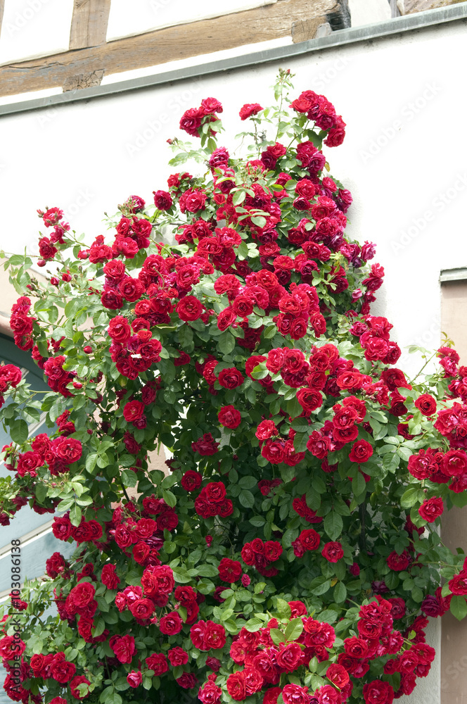 Naklejka premium Kletterrose, rote