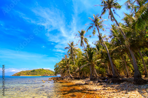 Landscape of Coconut tree in NamDu island, VietNam photo