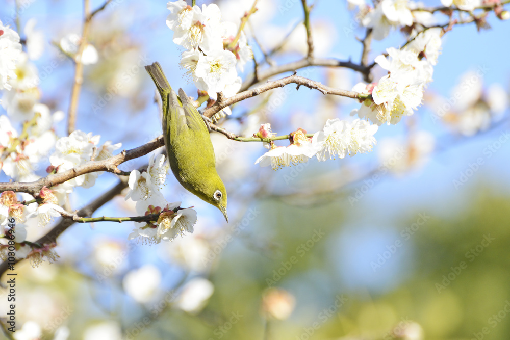 Mejiro on a twig of japanese apricot. Mejiro on a twig of japanese apricot.