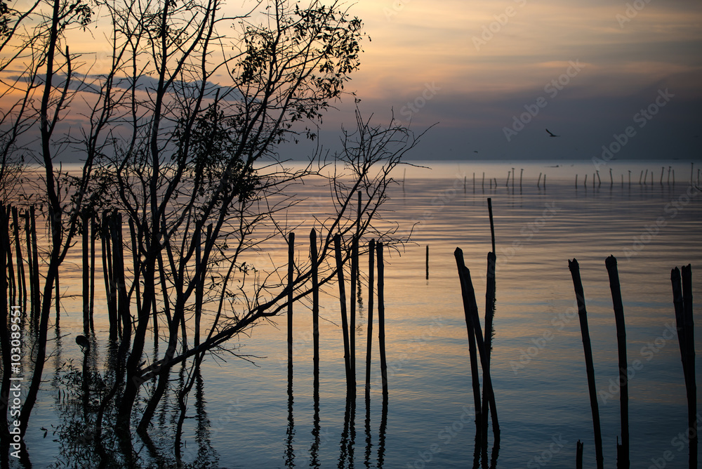 Silhouette of line of fence in the mangrove forest. Silhouette of line of fence in the mangrove forest.