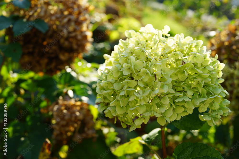 Naklejka premium 白い アジサイ ライトグリーン 黄緑 紫陽花