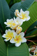 Keuken achterwand Frangipani Frisse witte frangipani in bloei  © sutichak