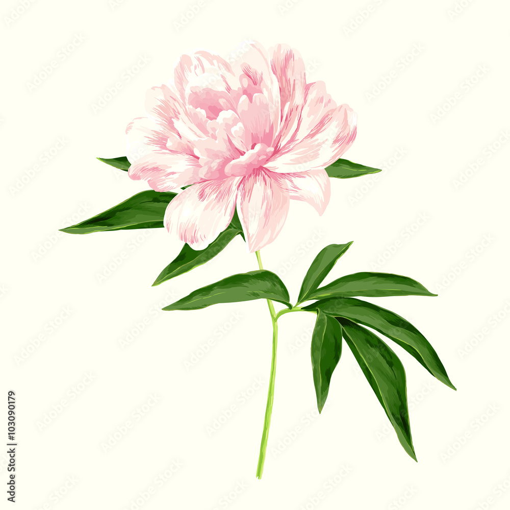 Obraz premium pink peony