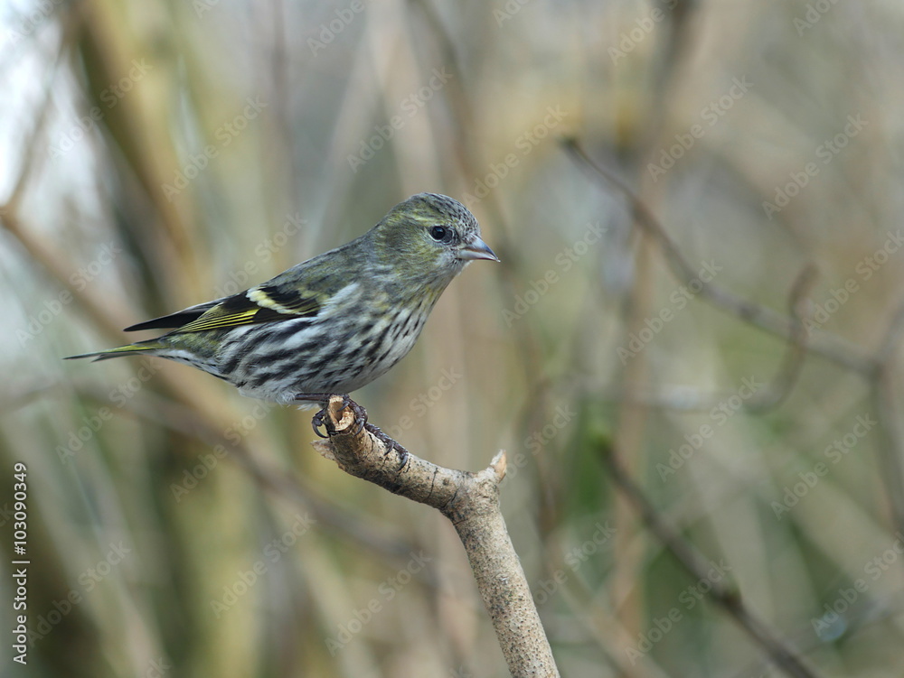 bird siskin
